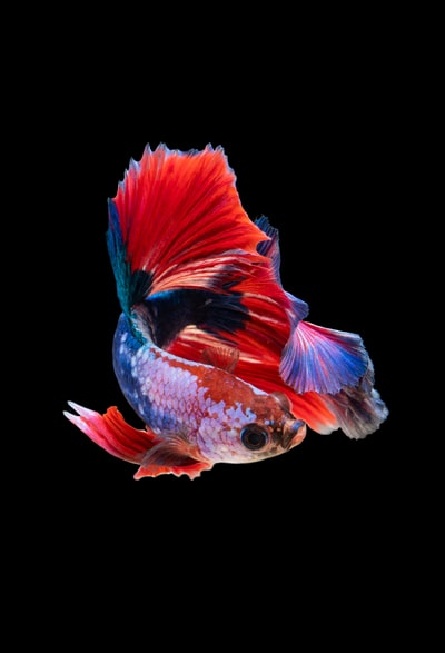红银孔雀鱼